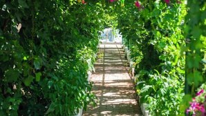 A garden pathway lined with lush greenery and flowering plants. - Silk Road Lodges (Turpan)