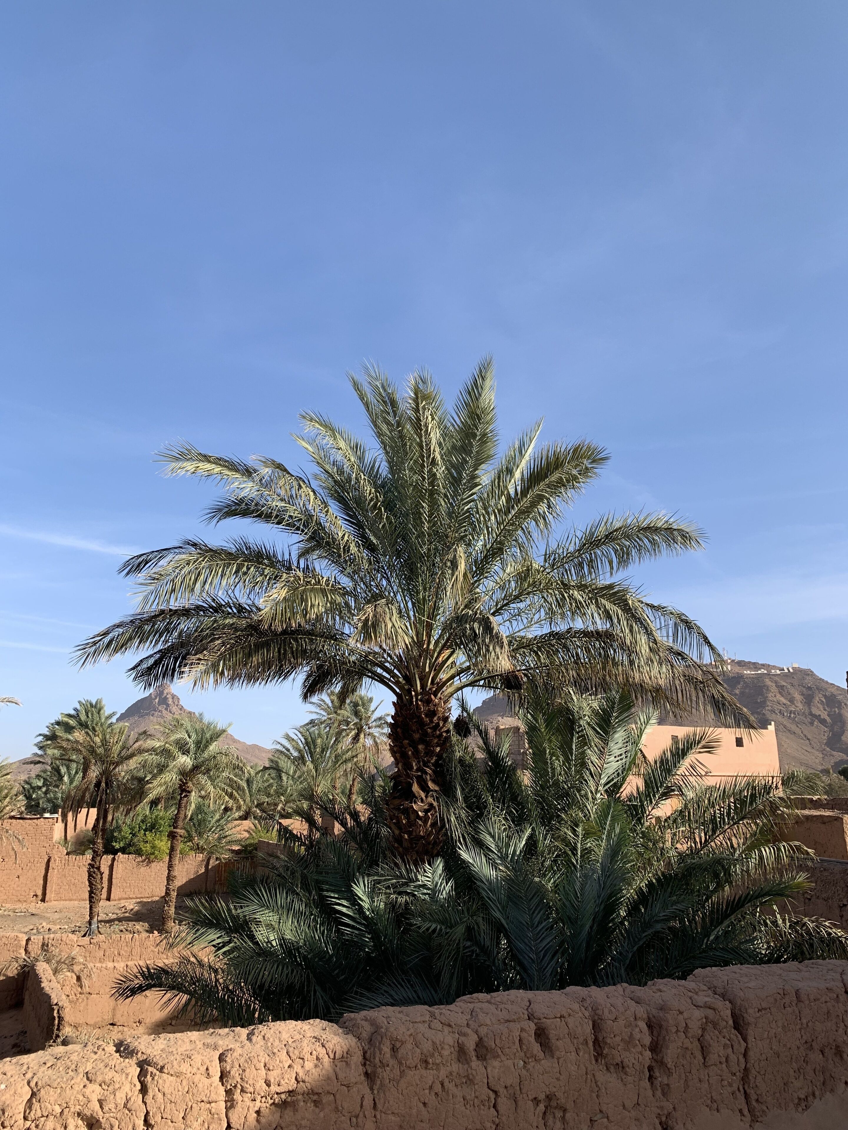 A palm tree in a desert landscape with a mountain in the background.