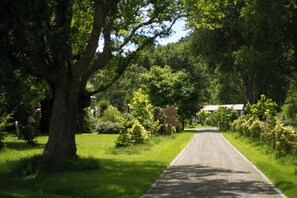 A rural road flanked by lush greenery and trees, leading to a house with a white roof. - Poplar Cottage - warm and private, nature haven   (Tinui)