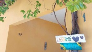 Un árbol con hojas verdes crece frente a una pared amarilla, junto a una mesa de madera y una silla. Hay letreros sujetos al árbol con texto y símbolos.
