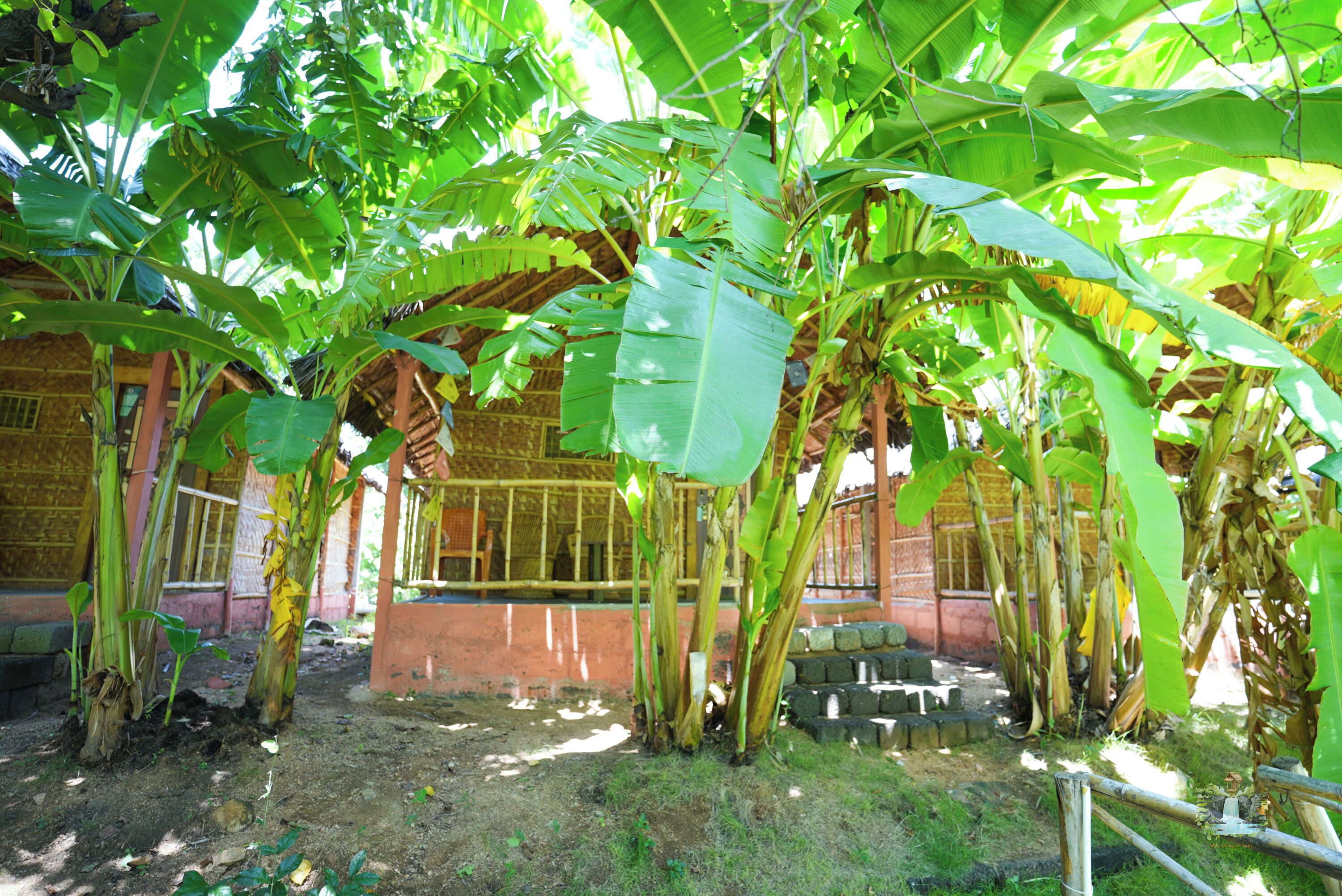 A traditional building with a thatched roof and large banana trees in front.