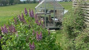 A greenhouse with a glass roof, surrounded by a grassy field and purple flowers. - 3-roms Leilighet på Gateplan i Landlige Omgivelser (Vestfold og Telemark,)