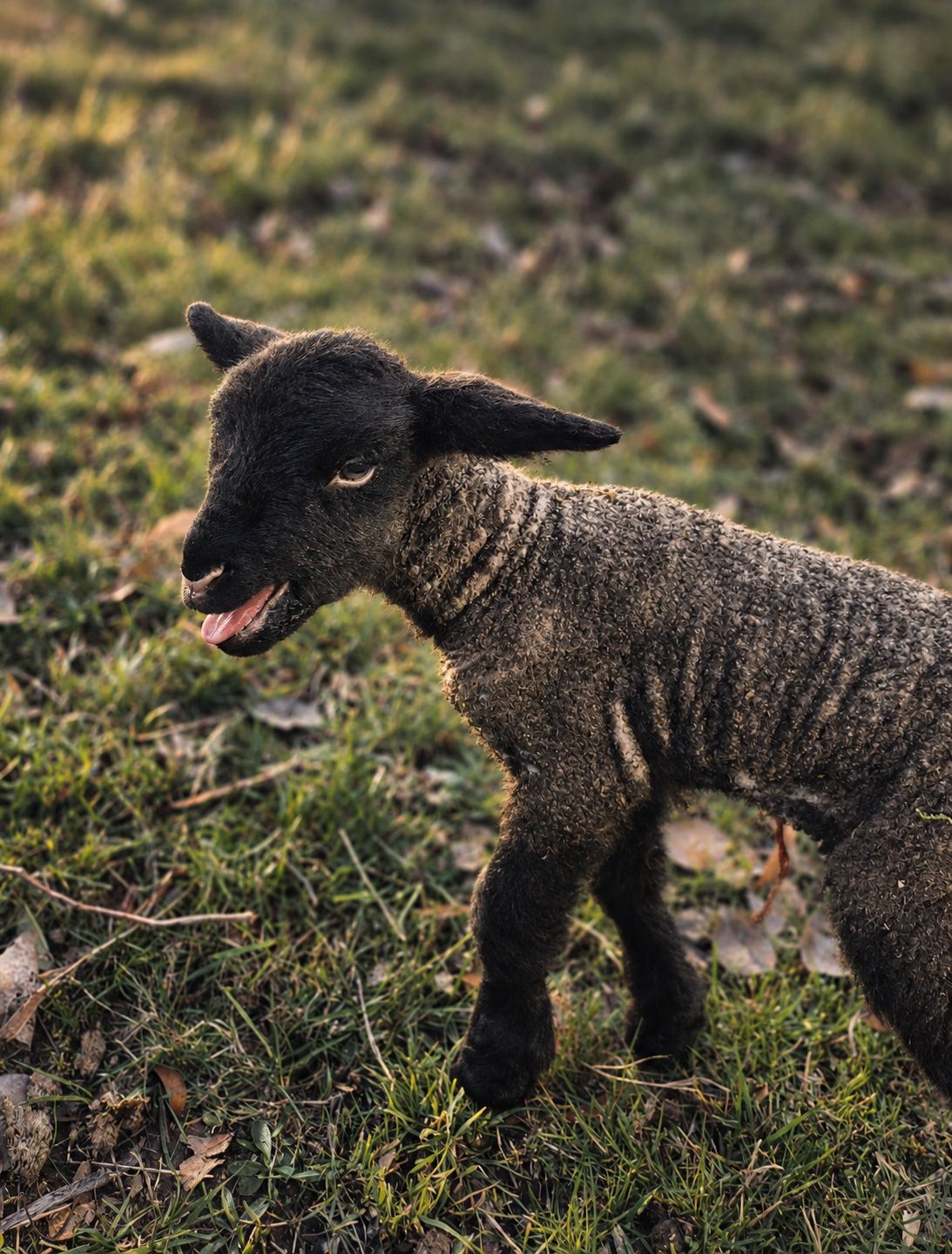 Een zwart lam met een geruite vacht dat over gras loopt.