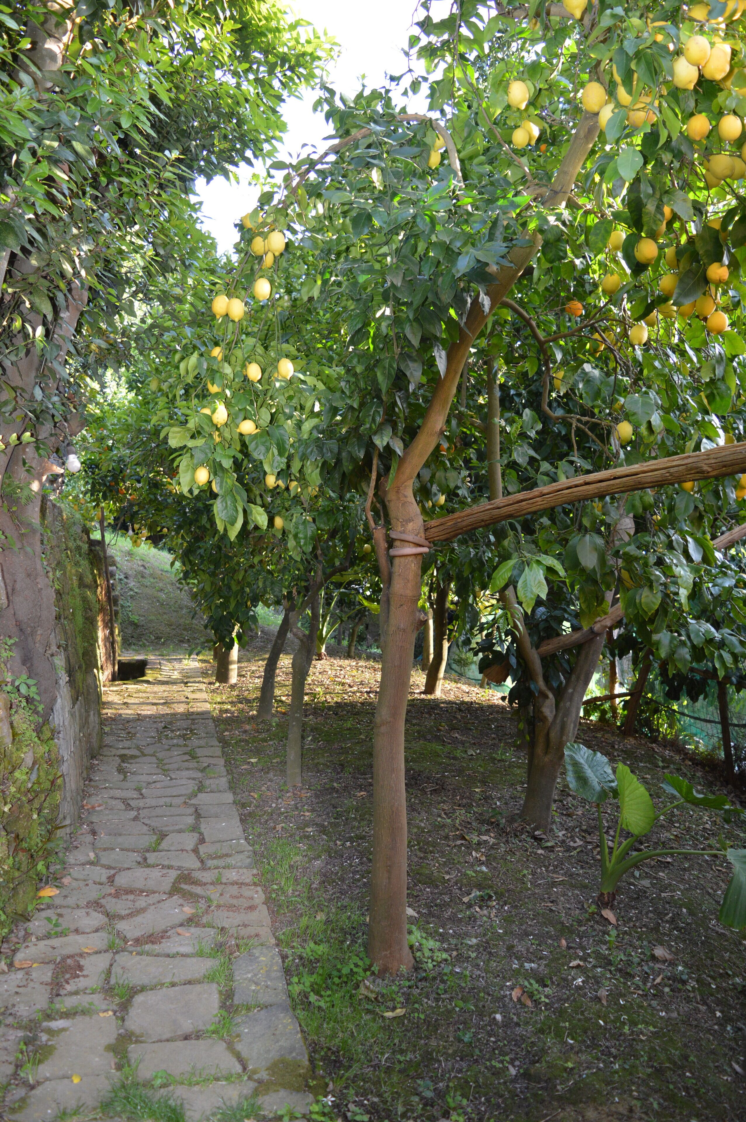 Parco della struttura