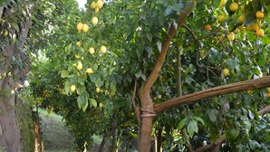 Un sendero de piedra que atraviesa un huerto con limoneros cargados de fruta.