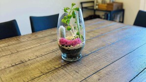 A glass terrarium with plants on a wooden table in a room with chairs and a wall-mounted picture.