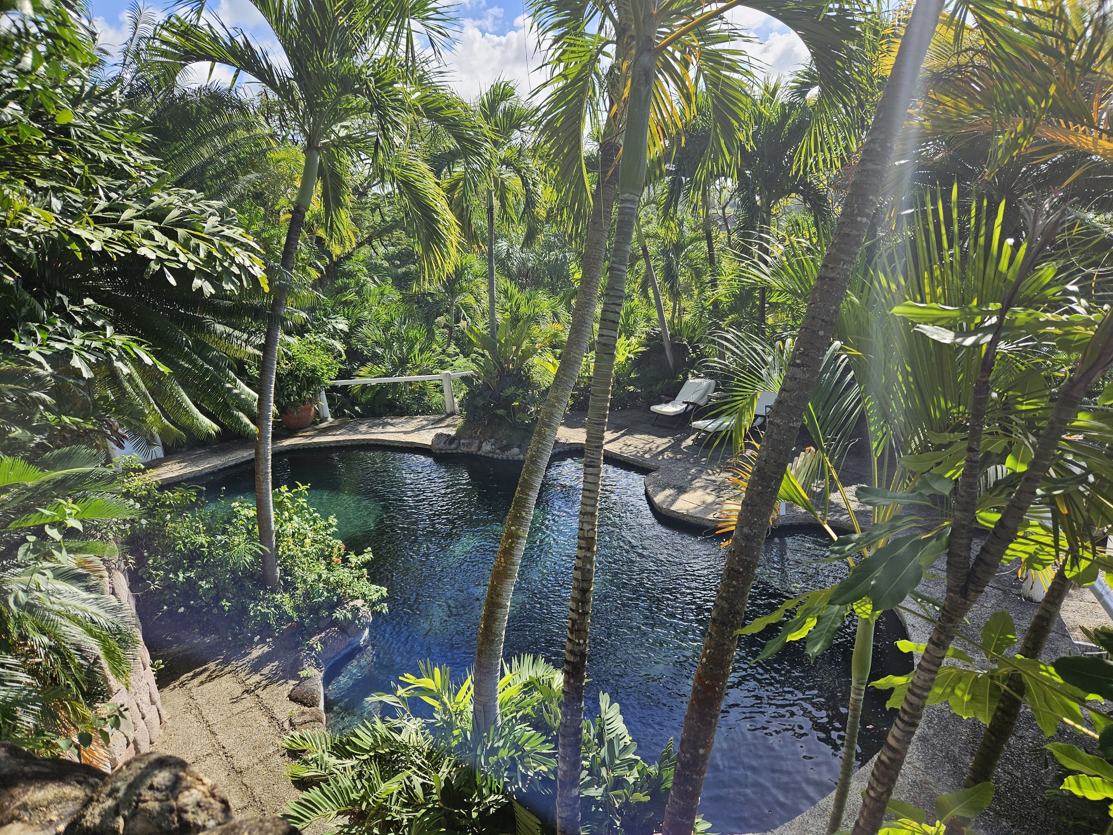 A tropical garden with a pool, surrounded by lush greenery and palm trees.
