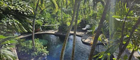 A tropical garden with a pool, surrounded by lush greenery and palm trees.