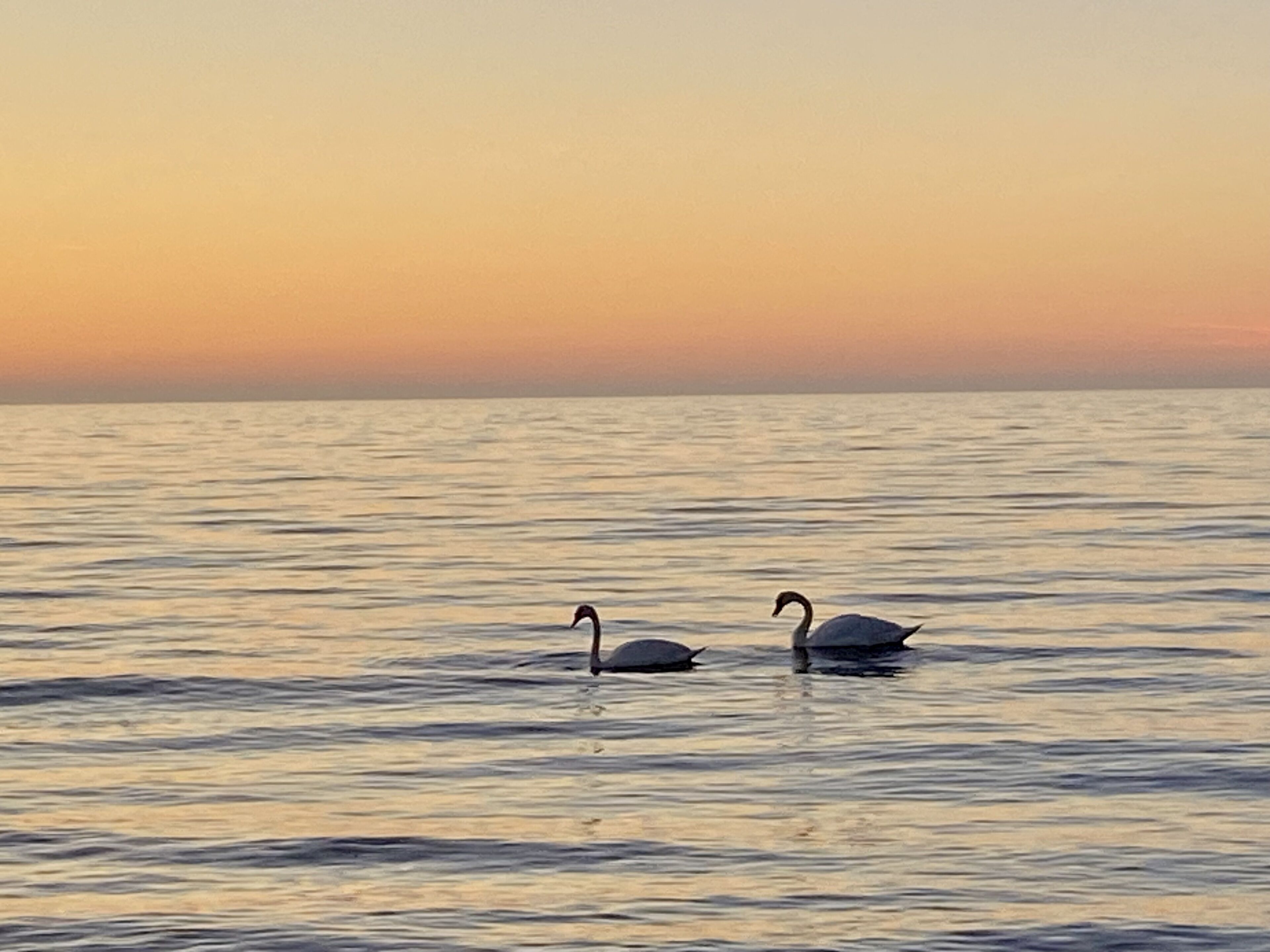 Two swans swimming in calm water during sunset.