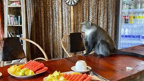 A wooden dining table with plates of fruit and a cup of coffee. A monkey is sitting on the table. - Babalao Bungalows (Nungwi)