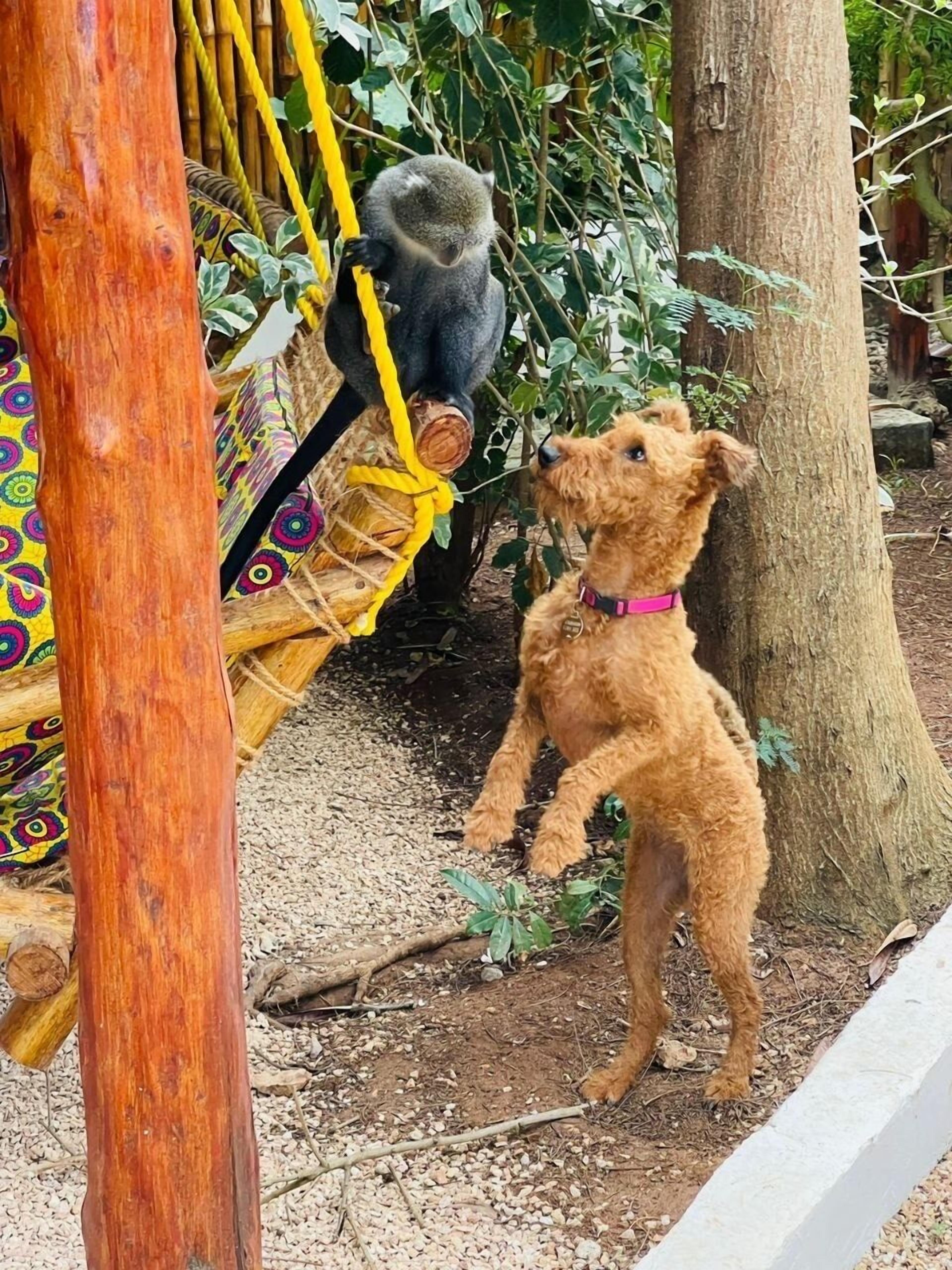 A dog on a wooden platform with a rope.