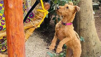 A dog on a wooden platform with a rope.