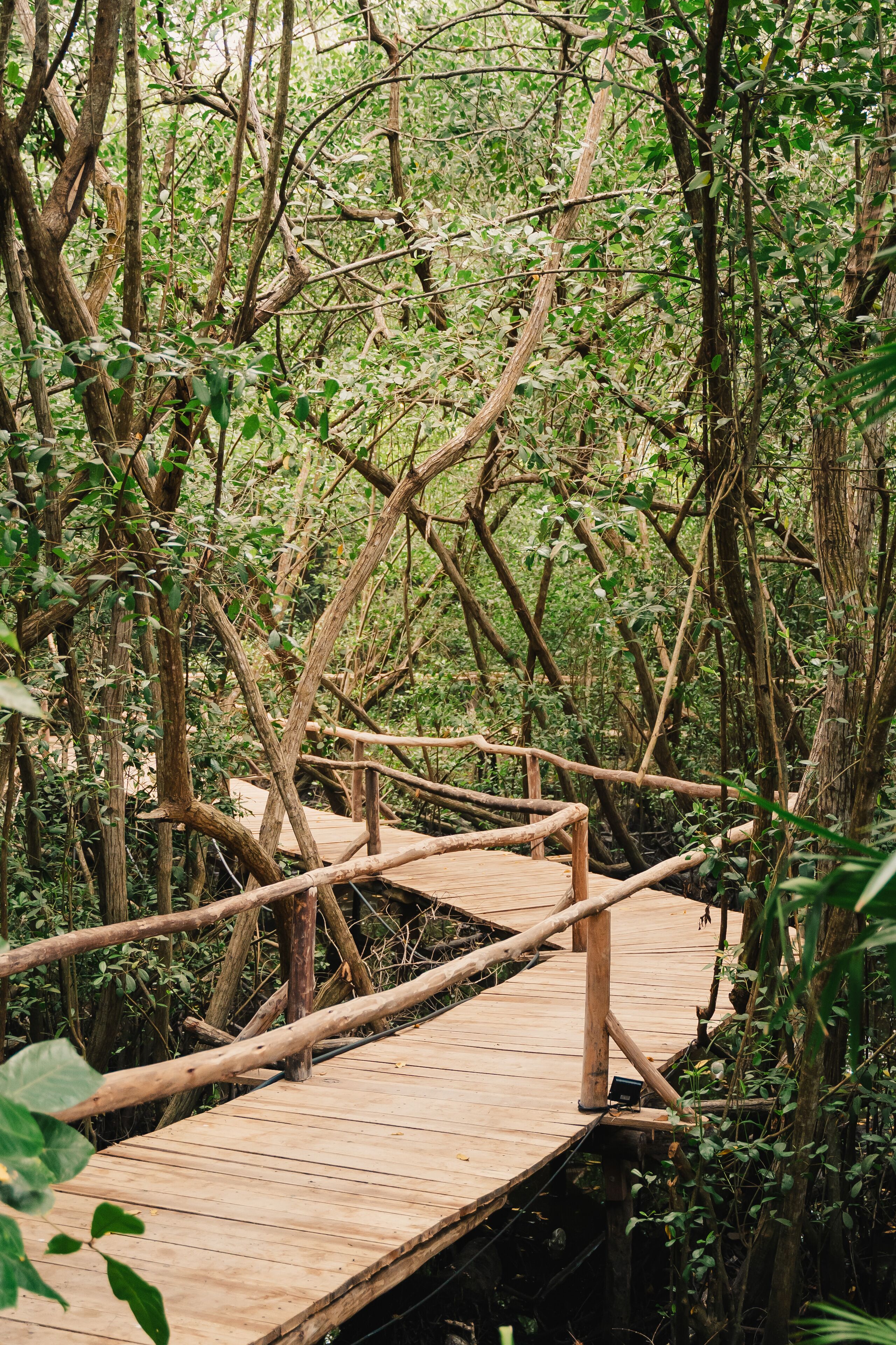 A wooden bridge in a forested area.