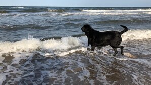 A black dog walking along a beach with waves.