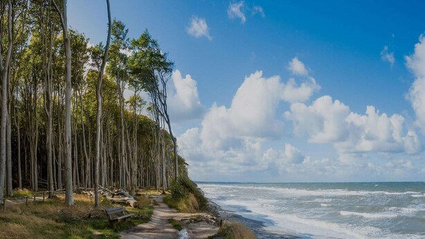 Un sentier côtier bordé d’arbres, avec un banc, qui mène à l’océan.