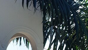 A balcony with a view of a body of water, a palm tree, and a building in the background.