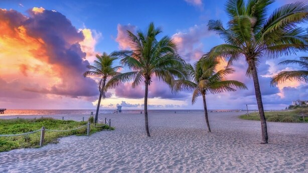 A beach with palm trees and a sunset.