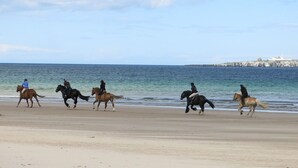 Una playa con caballos y jinetes.