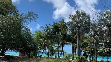 A coastal road with palm trees and a view of the ocean.
