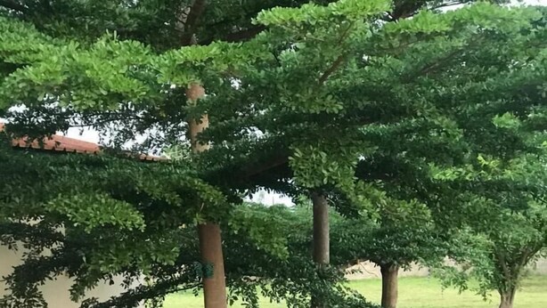 Un camino pavimentado conduce a un área de descanso techada, con sillas de plástico y carretillas, rodeada de abundante follaje y plantas en flor.