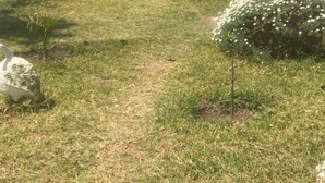 Un área con césped, un pequeño estanque, un árbol y una persona caminando al fondo.
