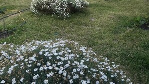 Un jardín con diversas plantas y flores, incluyendo un gran arbusto de margaritas blancas y un arbusto más pequeño de flores blancas.