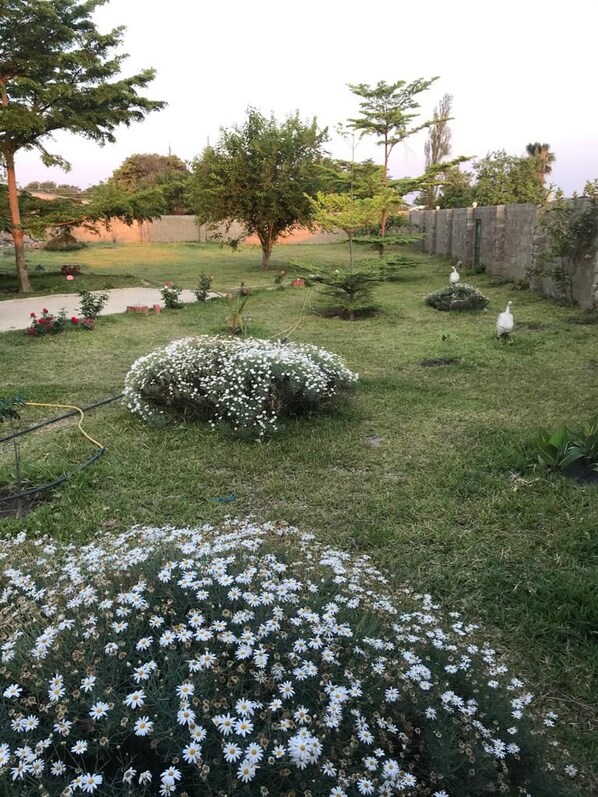 Um jardim com grama, flores brancas e uma árvore.
