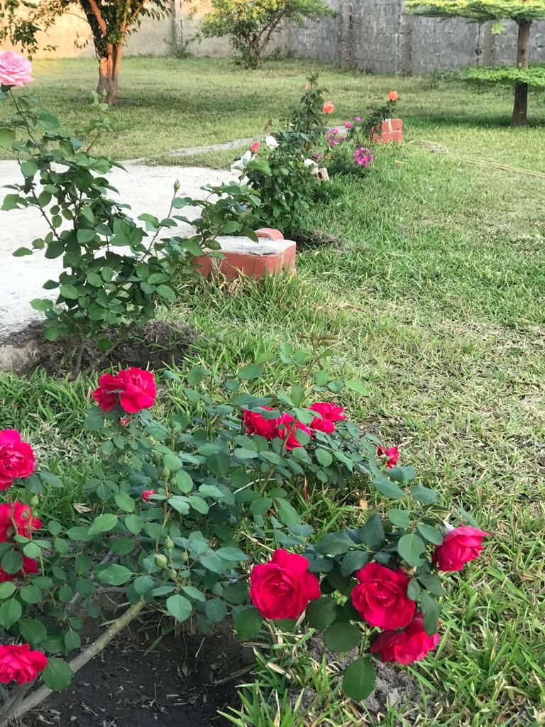 Un jardin avec des rosiers et un chemin pavé de briques.