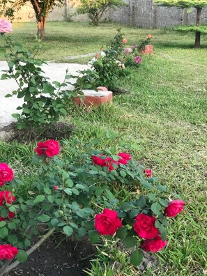 Um jardim com rosas e um caminho de tijolos.