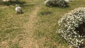 Un espacio al aire libre con césped, un muro de piedra, árboles y un coche estacionado.