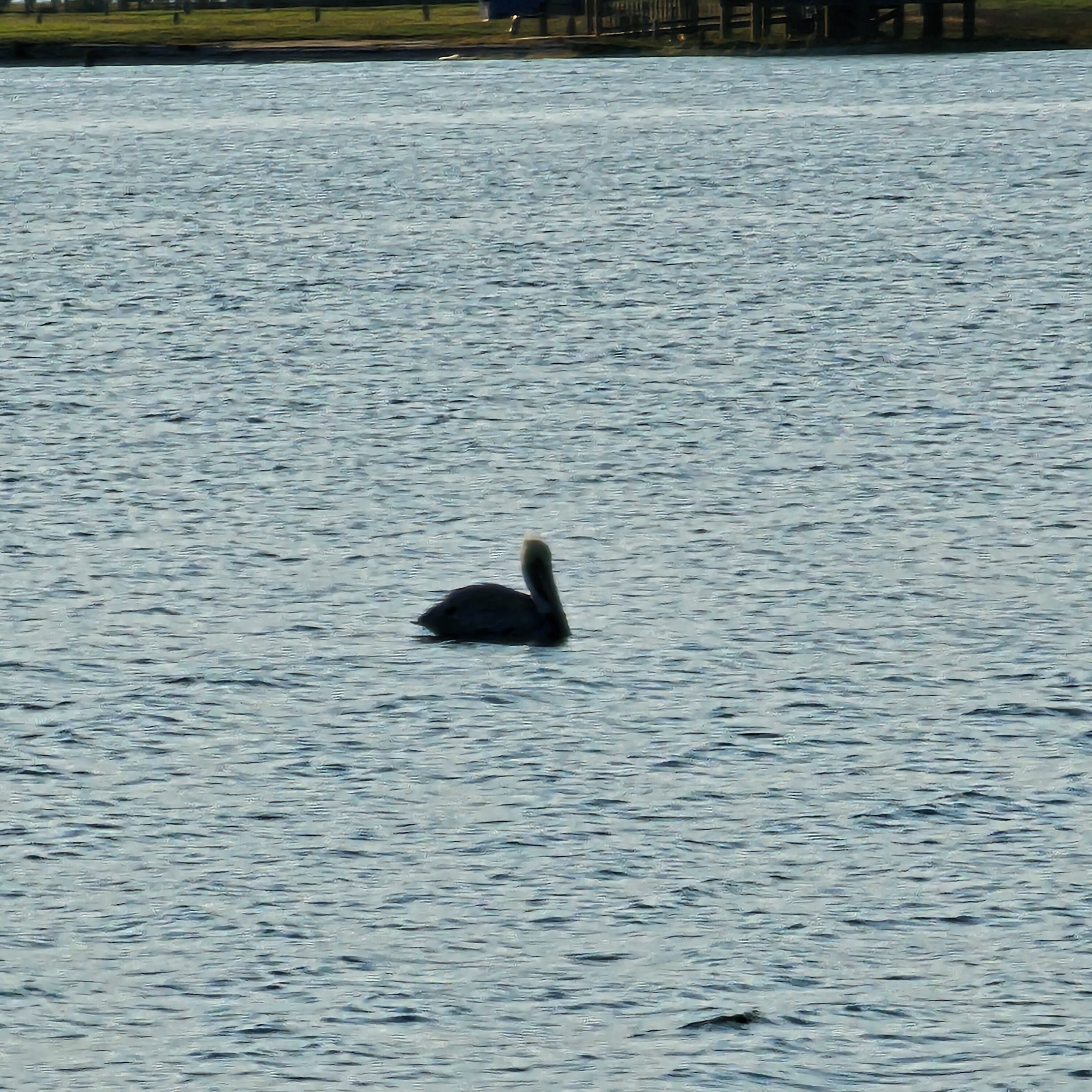 A bird swimming in a large body of water.