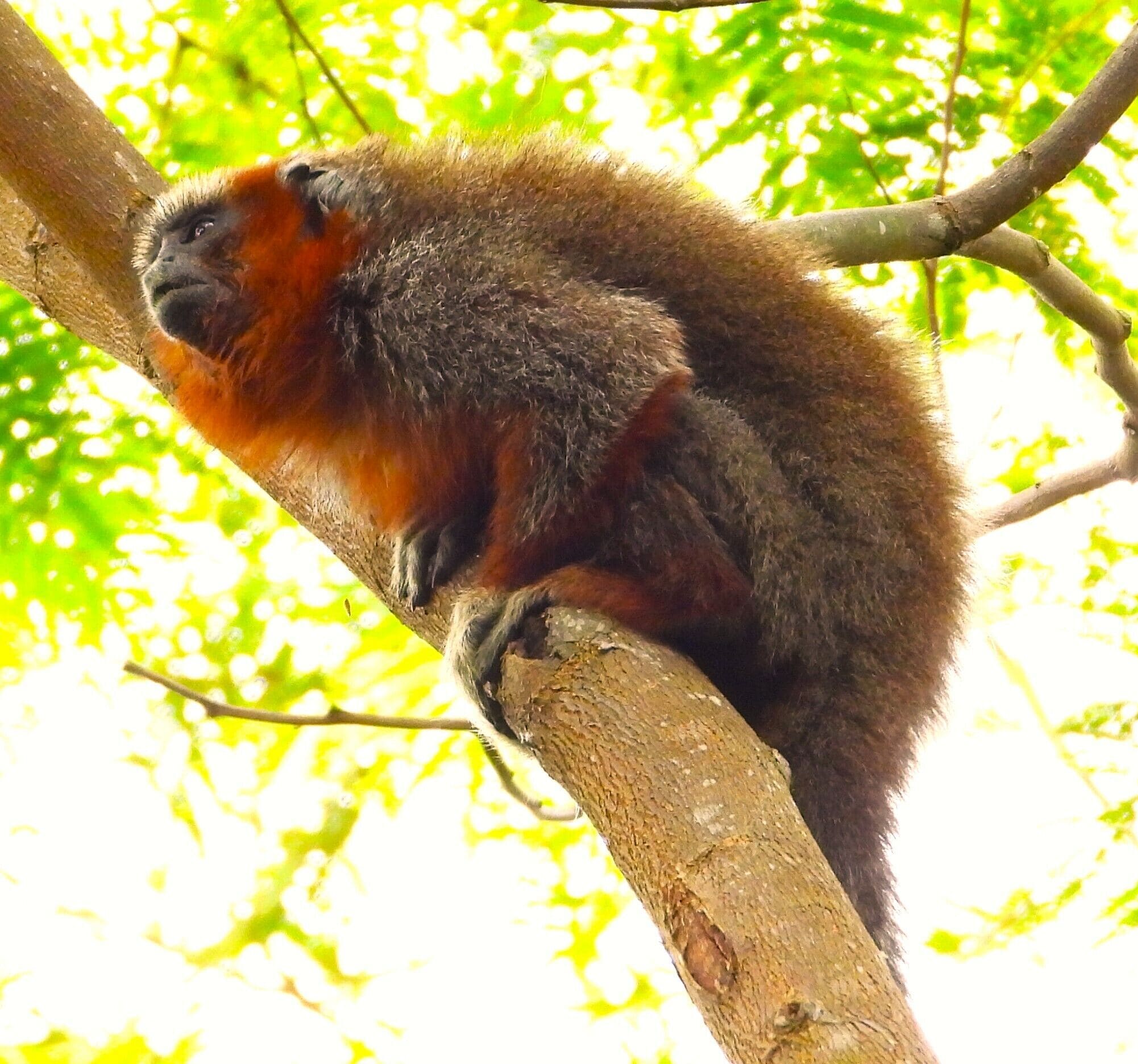 Photo - Hotel Campestre Mastranto