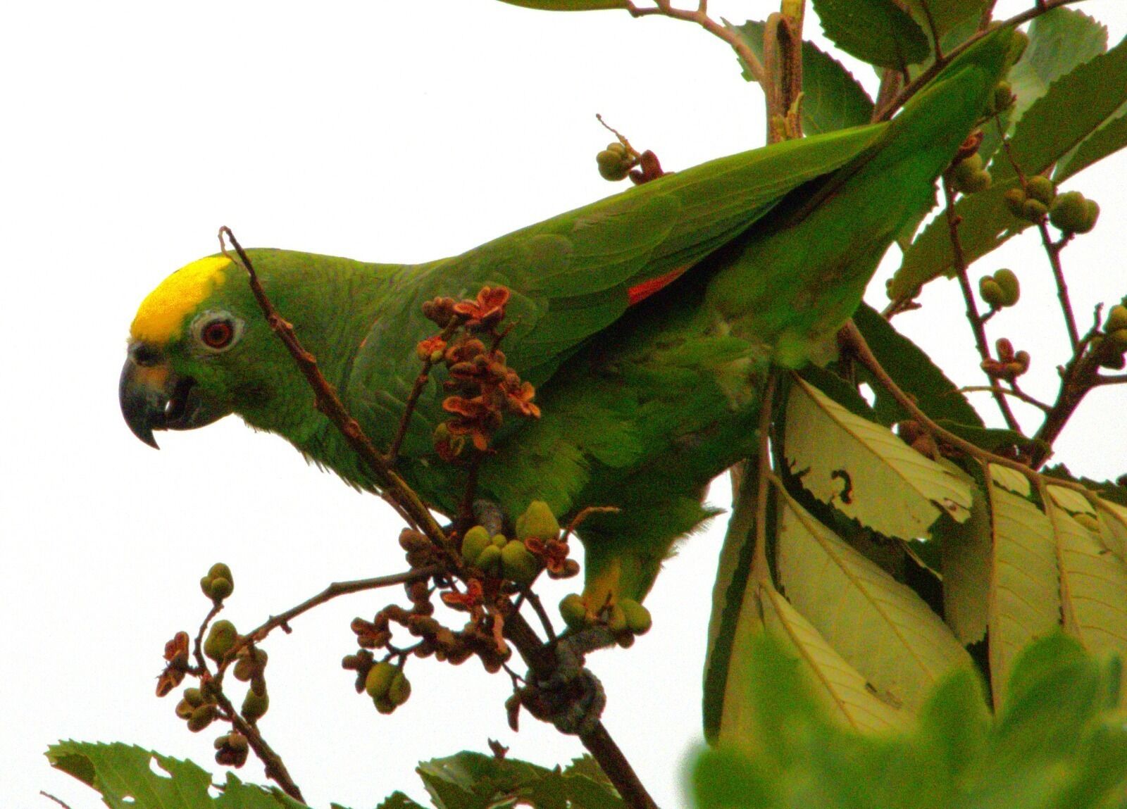 Photo - Hotel Campestre Mastranto