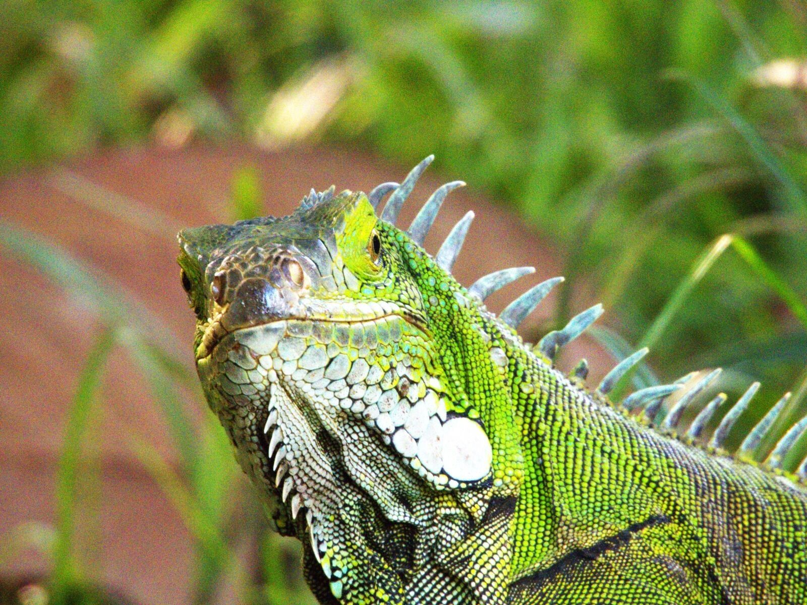 Photo - Hotel Campestre Mastranto