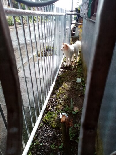 Casa Centrica en La Dalia a 1 C. gasolinera Puma, Apto para familias y mascotas 