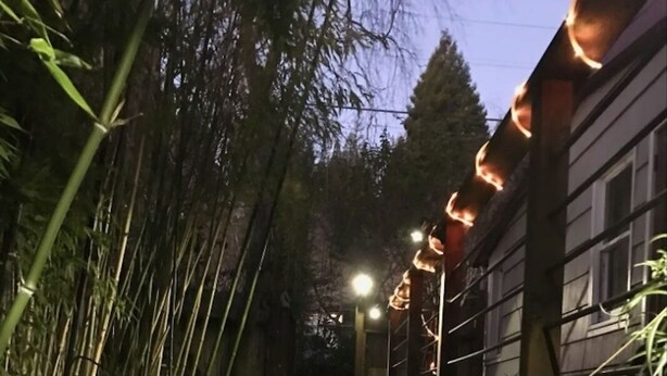 A pathway with steps leading to a building, surrounded by bamboo and illuminated by string lights. - Sunnybrae Garden Studio (Arcata)