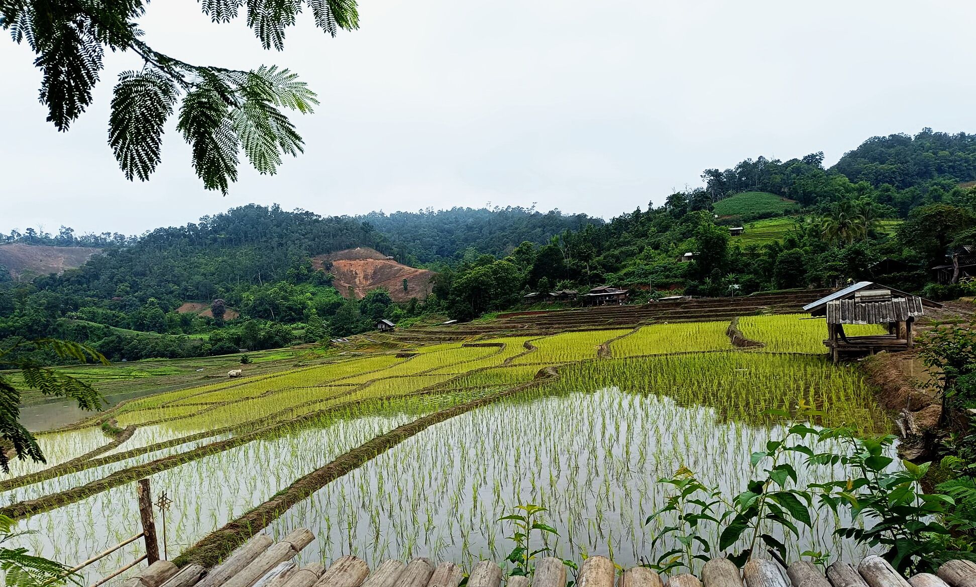 Terraced rice fields with a small wooden structure on the right.