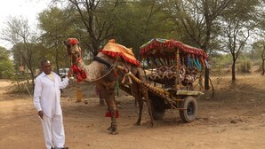 Un homme se tient à côté d’un chameau, près d’un chariot décoré.