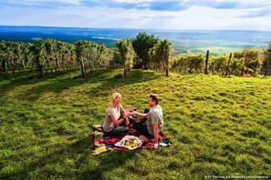 Vineyard
