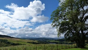 Ländliche Landschaft mit sanften Hügeln, einem Zaun und einem großen Baum.