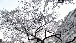 A pathway lined with cherry blossom trees and stone paving. - Hotel Belle Via Tokyo (Tokyo)