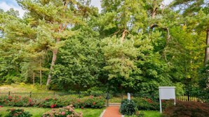 A garden pathway with a brick surface leading through lush greenery and flowering plants. - Sonnenblume by Interhome (Zempin)