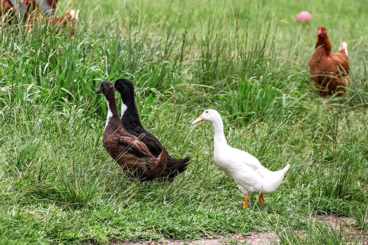 Un espacio cubierto de césped con patos y gallinas.