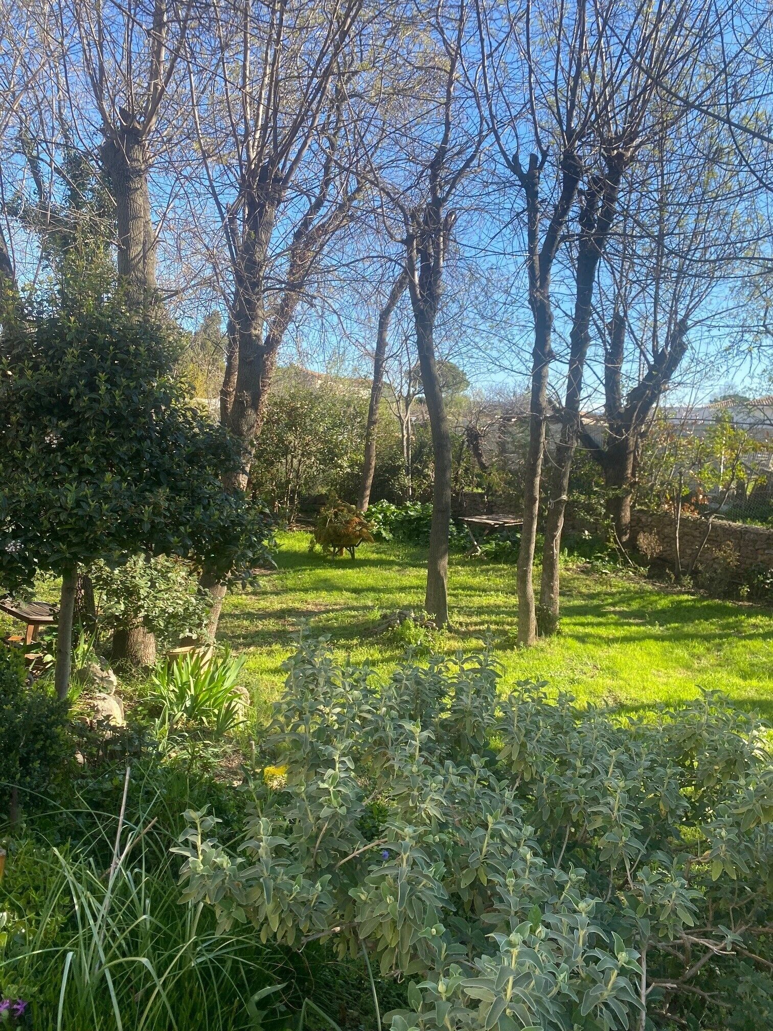 A garden with trees, grass, and a wooden bench.