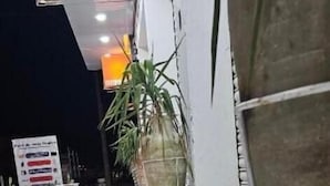 Un pasillo con piso de terrazo, plantas en macetas y un cartel.