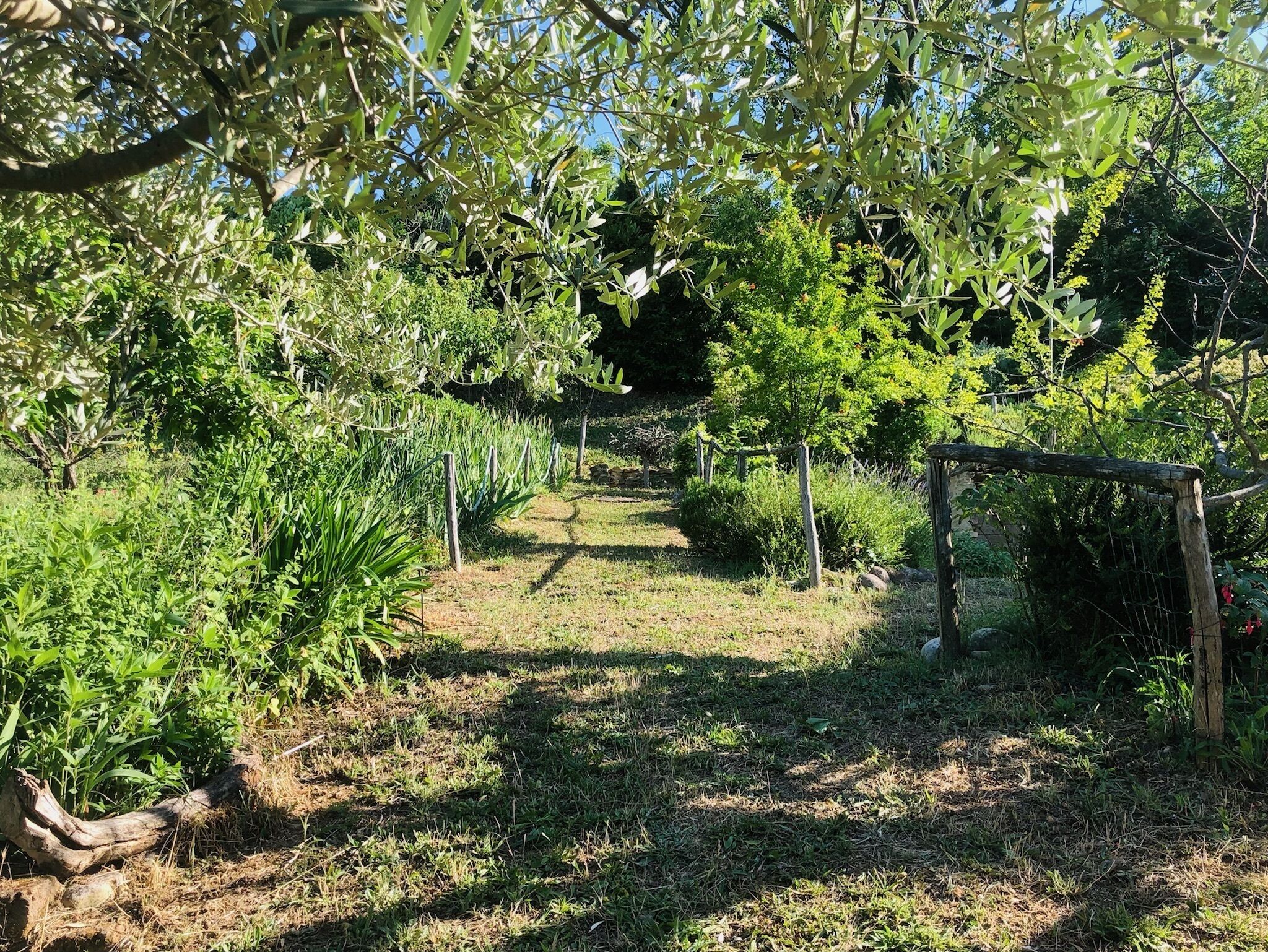 Ein Weinweg, umgeben von üppigem Grün und Bäumen.