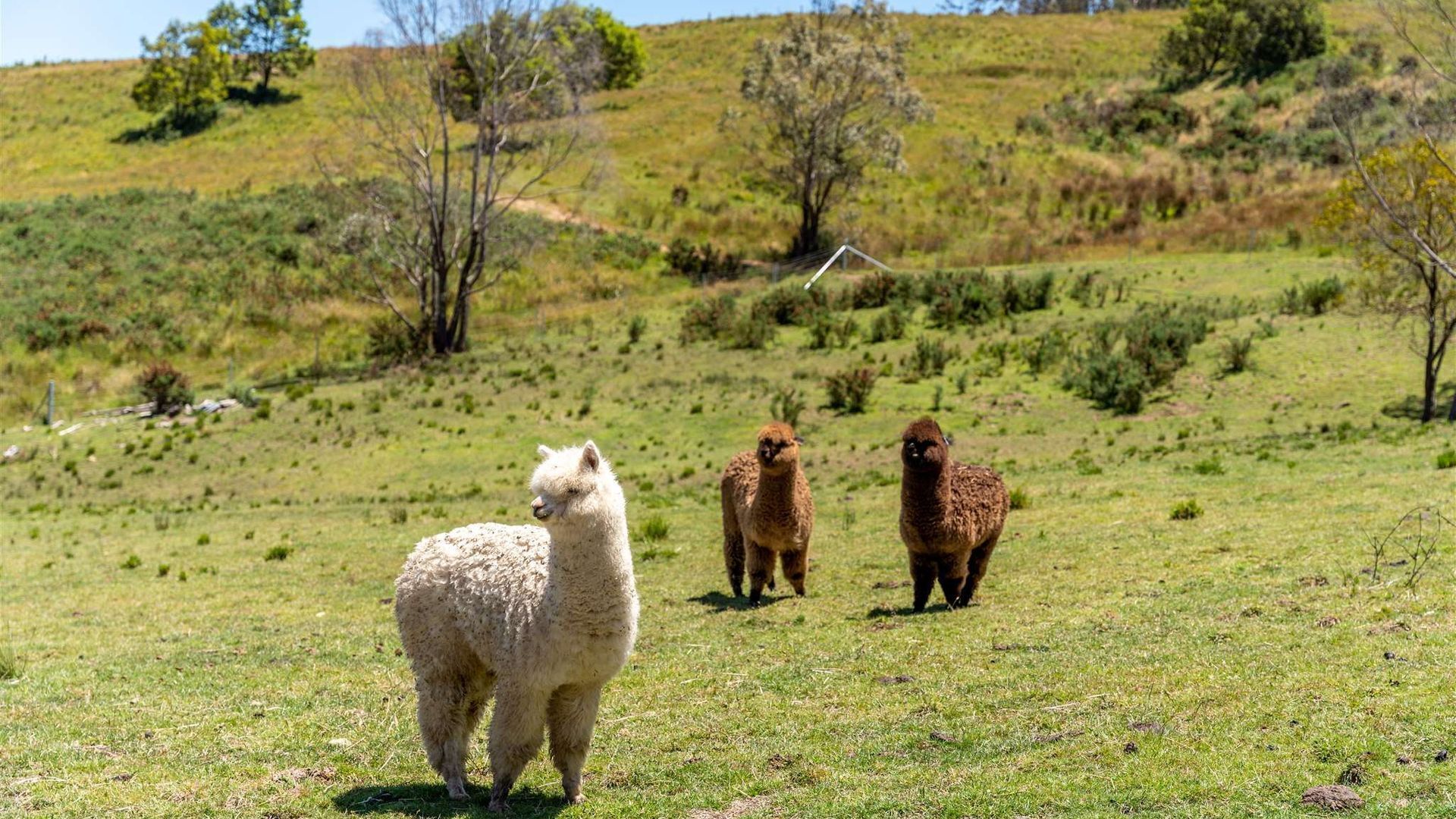 A grassy field with three llamas.