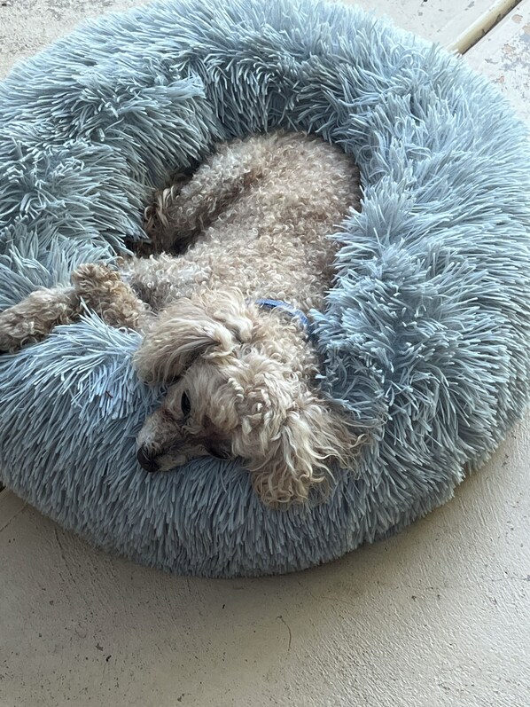 Un perro pequeño y esponjoso acostado en una cama redonda azul para mascotas.