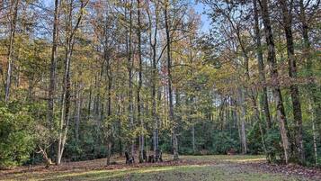 A forested area with a clear path and a small clearing with a bench and chairs.