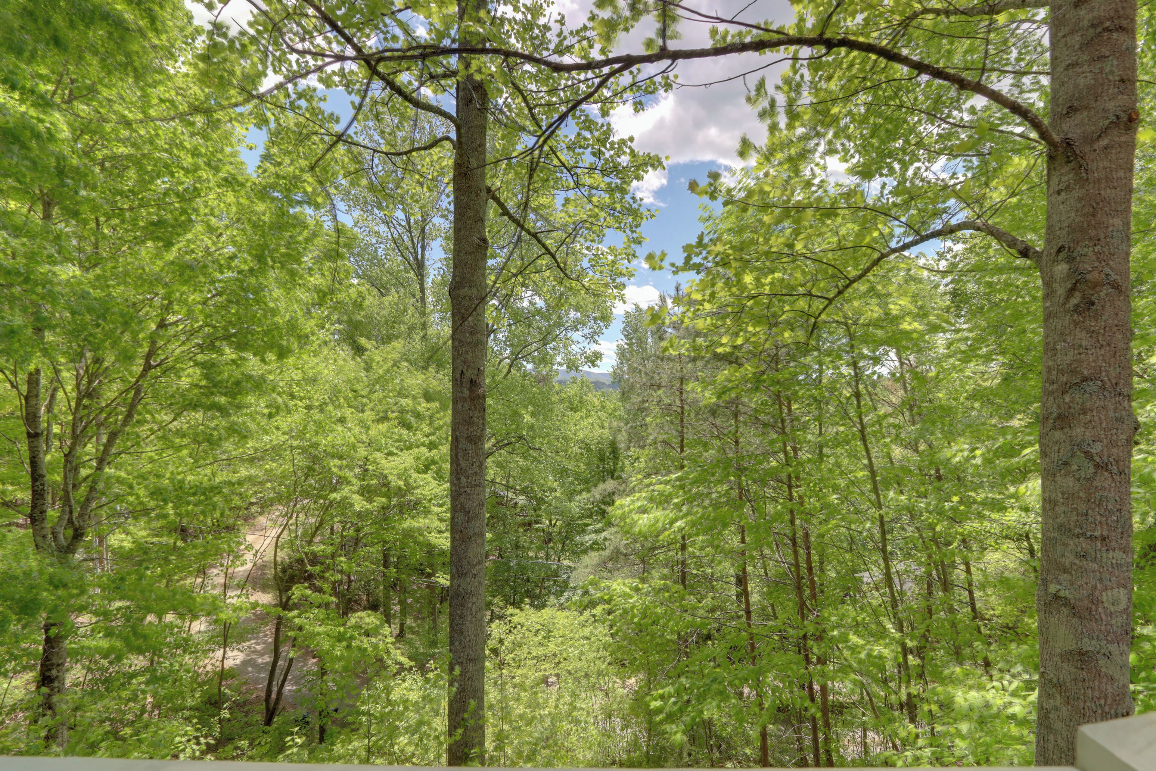Een bebost gebied met hoge bomen en een heldere lucht.